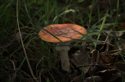 Close-up of mushroom growing on field