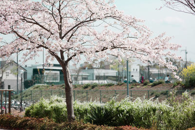 Cherry blossom tree in park against sky