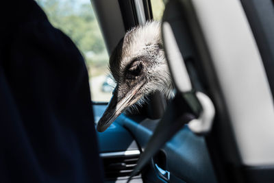 Close-up of horse in car