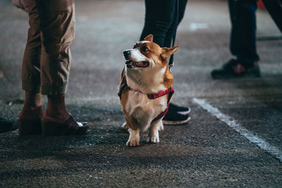 Low section of man with dog walking on street