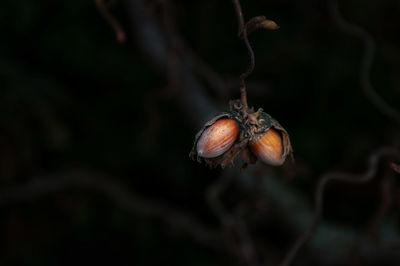 Close-up of blackberries growing on tree