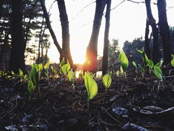 Sun shining through trees