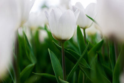 Close-up of flower