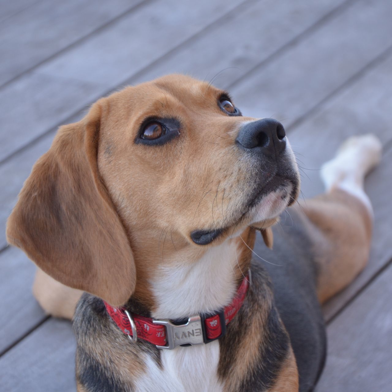 dog, pets, domestic animals, animal themes, one animal, mammal, animal head, close-up, indoors, portrait, pet collar, focus on foreground, looking at camera, brown, canine, sticking out tongue, loyalty, animal body part, sitting