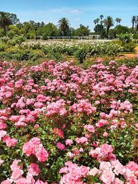 Pink flowering plants on field