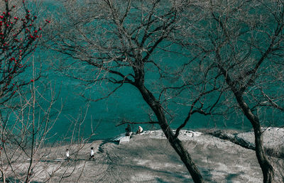 Bare tree against blue sky