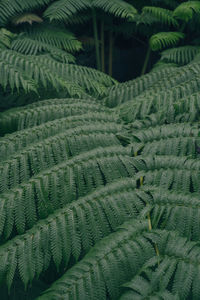 Full frame shot of fern