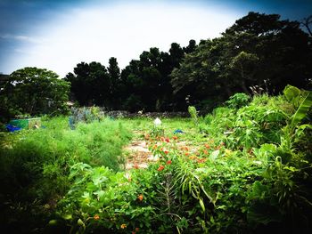 Plants growing on field