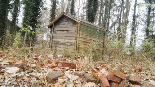 Abandoned built structure in forest