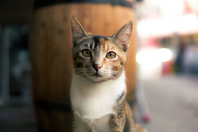 Close-up portrait of tabby cat