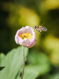 Close-up of bee on flower