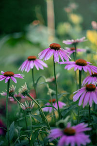 Close-up of purple flowering plant in park