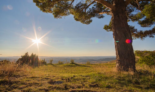 Trees on field against bright sun