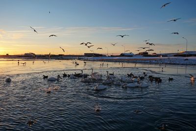 Flock of birds flying over sea