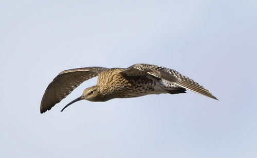 Low angle view of eagle flying against clear sky