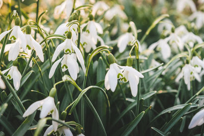 Close-up of white flowers blooming outdoors