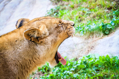 Close-up of lioness yawning