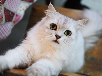 Close-up portrait of a cat