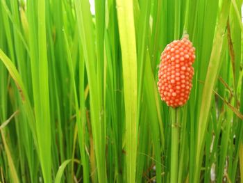 Close-up of mushroom growing on field