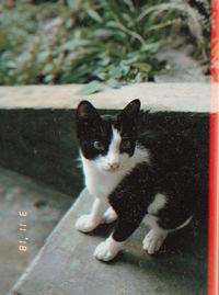 Portrait of black cat standing outdoors