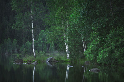 Scenic view of lake amidst trees in forest