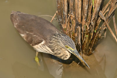 Close-up of bird perching on a lake