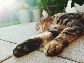 Close-up of a cat sleeping