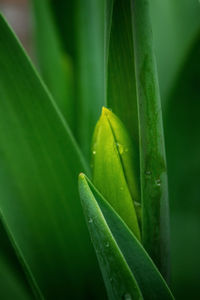 Close-up of wet plant leaves