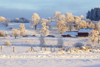 Trees on snow covered field against sky