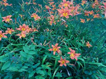 High angle view of flowering plants