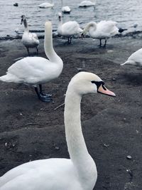 Swans in lake