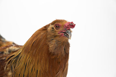 Close-up of chicken against white background