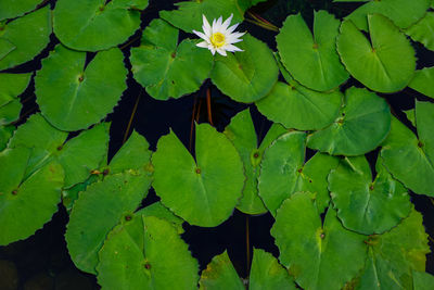 High angle view of water lily leaves on plant