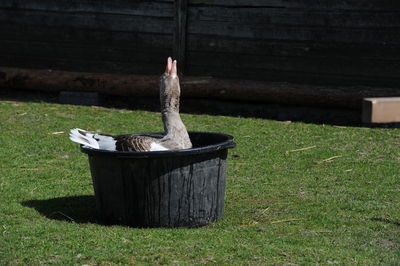 Wooden structure on field