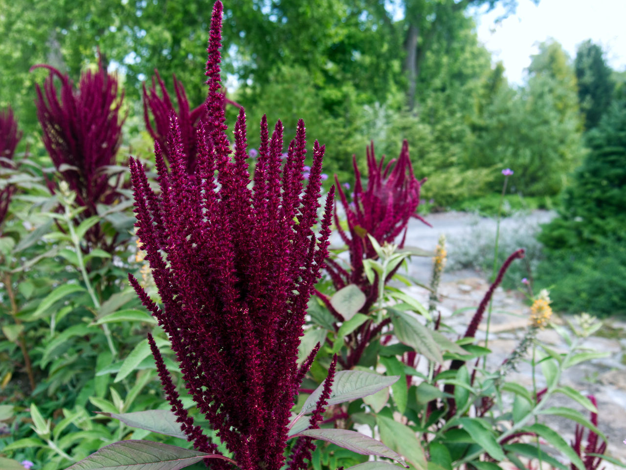 CLOSE-UP OF PURPLE FLOWERING PLANT IN SUNLIGHT