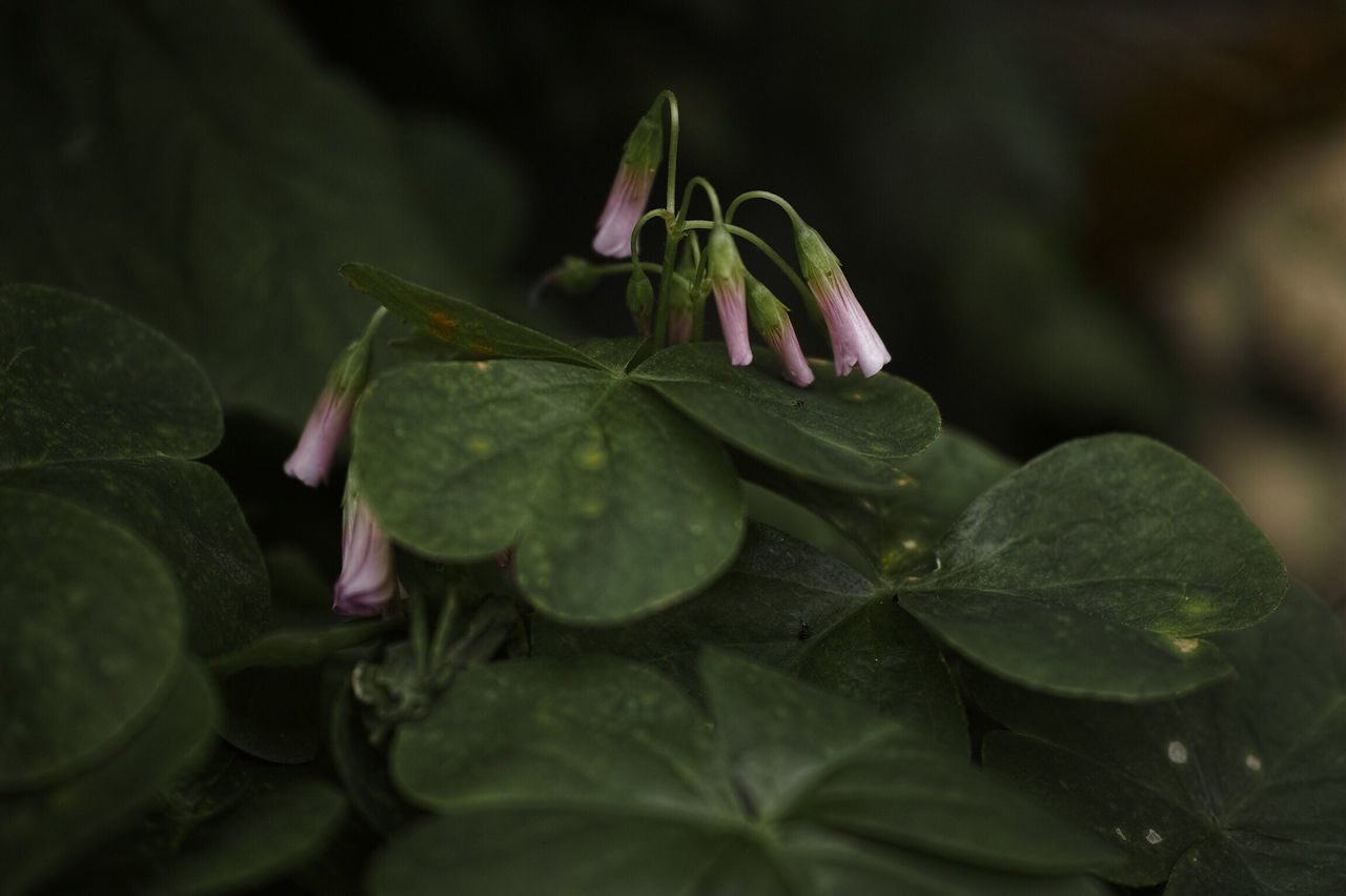 leaf, water, close-up, plant, freshness, green color, flower, growth, nature, fragility, selective focus, beauty in nature, focus on foreground, bud, new life, beginnings, day, outdoors, petal, stem, no people, pink color, green, growing, tranquility