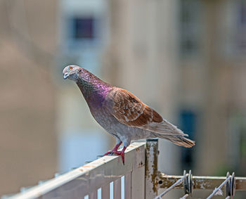 A close up of rock dove.