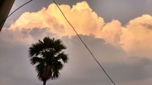 Low angle view of palm tree against sky