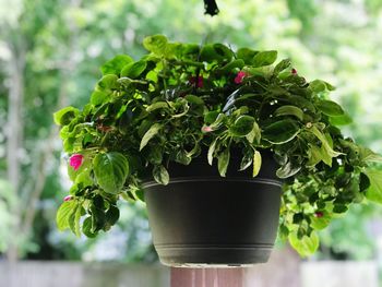 Close-up of potted plant hanging outdoors