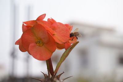 Close-up of red flowers