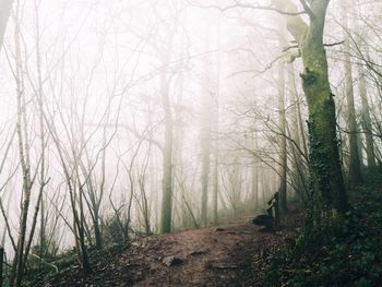 Trees in forest