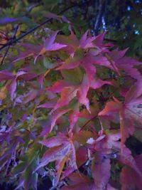 Close-up of pink flowering plant leaves