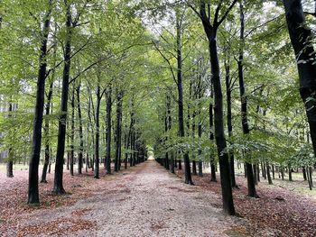 Footpath amidst trees in forest