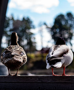 Rear view of two birds perching