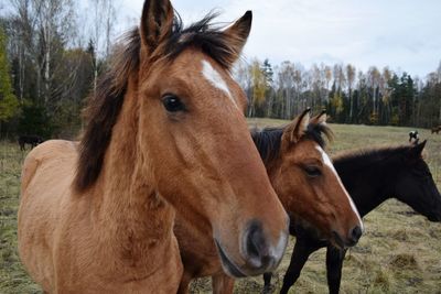 Horses in ranch