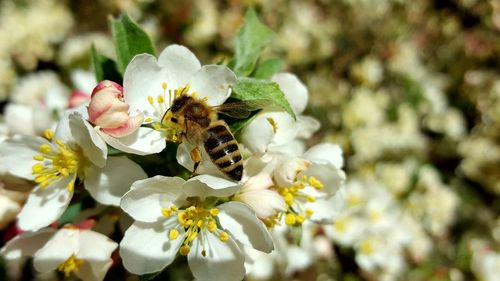 High angle view of insect on white flowers