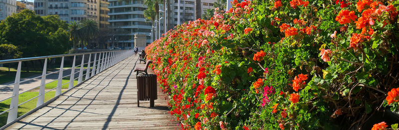 Flowering plants by footpath against buildings in city