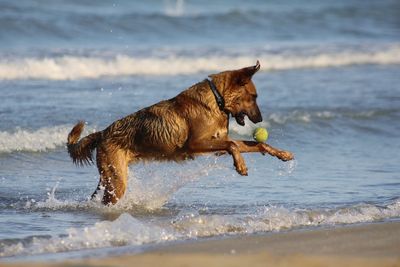 Full length of a dog running on beach