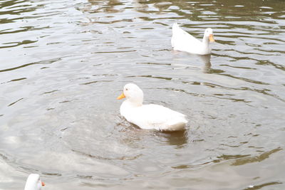 High angle view of swan swimming in lake