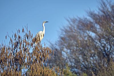 Low angle view of gray heron